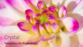  Presentation with colorful flower - Slide set having colorful dahlia flower with morning dew drops background and a yellow colored foreground