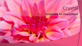  Presentation with colorful flower - Presentation consisting of colorful dahlia flower with morning dew drops background and a coral colored foreground