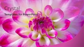  Presentation with colorful flower - Presentation theme with colorful dahlia flower with morning dew drops background and a coral colored foreground