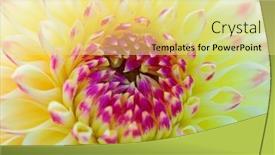  Presentation with colorful flower - Amazing presentation having colorful dahlia flower with morning dew drops backdrop and a blonde colored foreground
