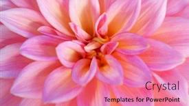  Presentation with colorful flower - Beautiful presentation theme featuring colorful dahlia flower with morning dew drops backdrop and a coral colored foreground