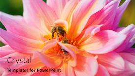  Presentation with colorful flower - Presentation theme having colorful dahlia flower with morning dew drops background and a coral colored foreground