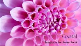  Presentation with flower border colorful made - Audience pleasing presentation consisting of colorful dahlia flower with morning dew drops backdrop and a coral colored foreground