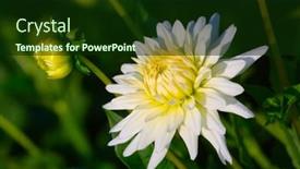  Presentation with colorful flower - PPT layouts having colorful-dahlia-flower-with-morning background and a forest green colored foreground