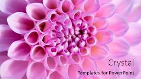  Presentation with colorful flower - Audience pleasing slide deck consisting of colorful-dahlia-flower-with-morning backdrop and a lilac colored foreground