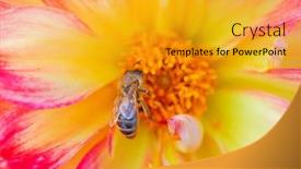 Presentation with dew - PPT theme featuring colorful-dahlia-flower-with-morning background and a gold colored foreground
