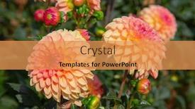  Presentation with colorful flower - Audience pleasing PPT layouts consisting of colorful-dahlia-flower-with-morning backdrop and a yellow colored foreground