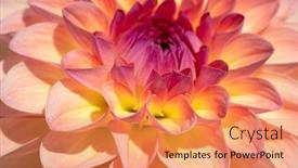  Presentation with colorful flower - Beautiful PPT layouts featuring colorful-dahlia-flower-with-morning backdrop and a coral colored foreground
