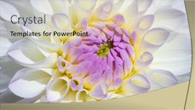  Presentation with dahlia - Colorful PPT theme enhanced with colorful-dahlia-flower-with-morning backdrop and a soft green colored foreground