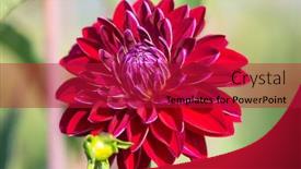 Presentation with colorful flower - Presentation theme featuring colorful-dahlia-flower-with-morning background and a crimson colored foreground