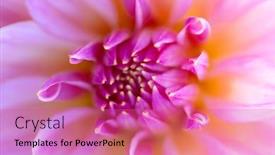  Presentation with colorful flower - Presentation consisting of colorful-dahlia-flower-with-morning background and a coral colored foreground