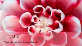  Presentation with dew - Presentation featuring colorful-dahlia-flower-with-morning background and a coral colored foreground