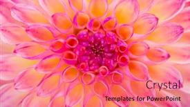  Presentation with colorful flower - Presentation theme enhanced with colorful-dahlia-flower-with-morning background and a coral colored foreground