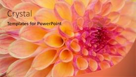  Presentation with colorful flower - Presentation with colorful-dahlia-flower-with-morning background and a coral colored foreground