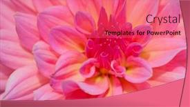  Presentation with flower border colorful made - Colorful presentation theme enhanced with colorful-dahlia-flower-with-morning backdrop and a coral colored foreground