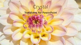  Presentation with colorful flower - Cool new PPT layouts with colorful-dahlia-flower-with-morning backdrop and a lemonade colored foreground