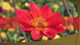  Presentation with colorful flower - Slide deck enhanced with colorful-dahlia-flower-with-morning background and a red colored foreground