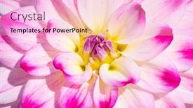  Presentation with colorful flower - PPT layouts with colorful-dahlia-flower-with-morning background and a lavender colored foreground