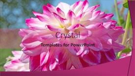  Presentation with colorful flower - Theme having colorful-dahlia-flower-with-morning background and a coral colored foreground