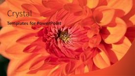  Presentation with dahlia - Slide set featuring colorful-dahlia-flower-with-morning background and a red colored foreground