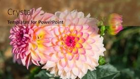  Presentation with dahlia - Presentation theme with colorful-dahlia-flower-with-morning background and a coral colored foreground
