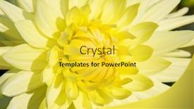  Presentation with colorful flower - 