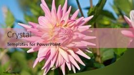  Presentation with dew - Beautiful PPT theme featuring colorful-dahlia-flower-with-morning backdrop and a coral colored foreground