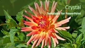  Presentation with colorful flower - 