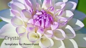  Presentation with colorful flower - 