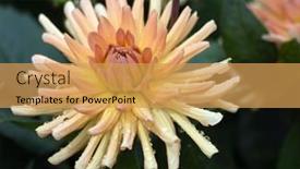  Presentation with colorful flower - 