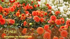  Presentation with colorful flower - 