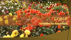  Presentation with dahlia - Theme enhanced with colorful-dahlia-flowers-in-garden background and a red colored foreground