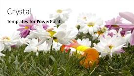  Presentation with allergy - PPT theme consisting of colorful-daisies-and-allergy-medication background and a white colored foreground