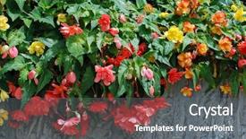  Presentation with colorful - Presentation theme having colorful double blossom hanging begonias background and a gray colored foreground