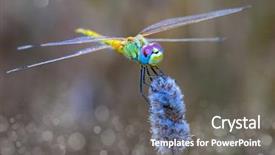  Presentation with dragonfly - PPT theme featuring colorful dragonfly in the field background and a gray colored foreground
