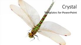  Presentation with dragonfly - Slide set with colorful dragonfly isolated on white background and a white colored foreground