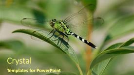  Presentation with dragonfly - Presentation theme consisting of colorful dragonfly on a plant background and a tawny brown colored foreground