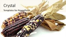  Presentation with corn cobs - PPT theme having rose petals towel and slipper background and a light gray colored foreground