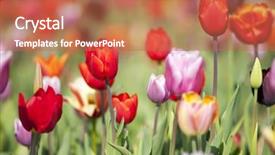  Presentation with colorful flower - Slide set consisting of colorful dutch tulips in flower background and a coral colored foreground