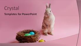  Presentation with rabbit - Amazing presentation having colorful-easter-eggs-and-rabbit backdrop and a coral colored foreground
