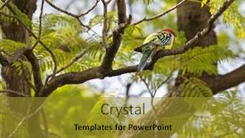  Presentation with eastern - Cool new slides with colorful eastern rosella bird resting on tree branch during autumn in south australia backdrop and a gold colored foreground