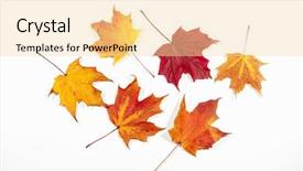  Presentation with fall leaves - Audience pleasing PPT theme consisting of colorful fall autumn leaves on white background backdrop and a lemonade colored foreground