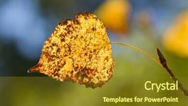  Presentation with branch - Slide deck having colorful fall leaf on a branch background and a tawny brown colored foreground