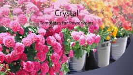  Presentation with colorful movable teeth - Beautiful slide deck featuring beautiful red yellow marigold - colorful fall mums backdrop and a coral colored foreground