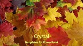  Presentation with fall leaves border - Cool new presentation theme with colorful fallen maple leaves collection backdrop and a tawny brown colored foreground