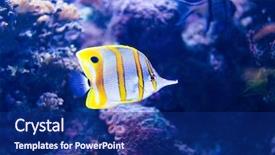  Presentation with fish aquarium - Beautiful slide deck featuring colorful fish in aquarium saltwater backdrop and a navy blue colored foreground