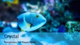  Presentation with fish aquarium - Presentation theme consisting of colorful fish in aquarium saltwater background and a cyan colored foreground