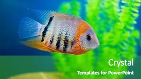  Presentation with fish aquarium - PPT layouts with colorful fish in aquarium saltwater world background and a shamrock green colored foreground