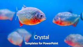  Presentation with fish aquarium - Beautiful slides featuring colorful fish in aquarium saltwater backdrop and a cobalt blue colored foreground