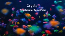  Presentation with fish aquarium - PPT theme with colorful-fish-variety-in-aquarium background and a navy blue colored foreground